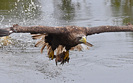 White-tailed eagle (Haliaeetus albicilla)